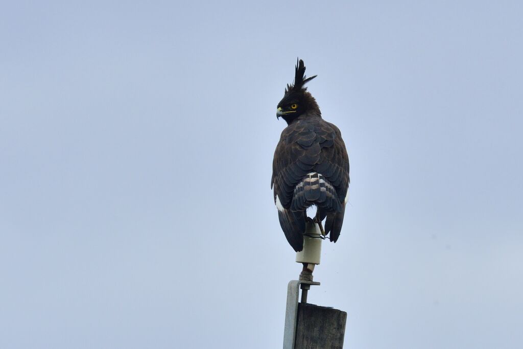 Long-crested Eagleadult, close-up portrait