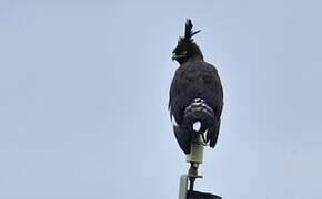 Long-crested Eagle