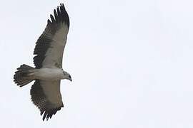 Martial Eagle