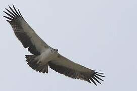 Martial Eagle