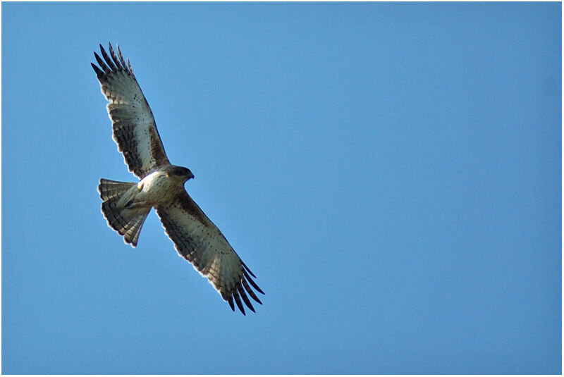 Aigle nainadulte