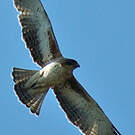 Aigle nain