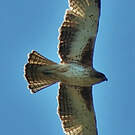 Aigle nain