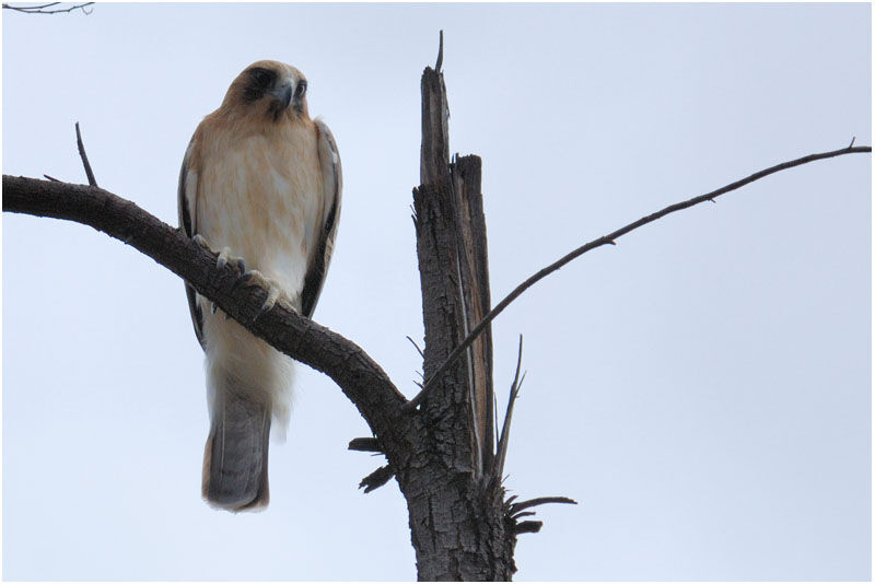 Aigle nainadulte