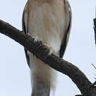 Aigle nain