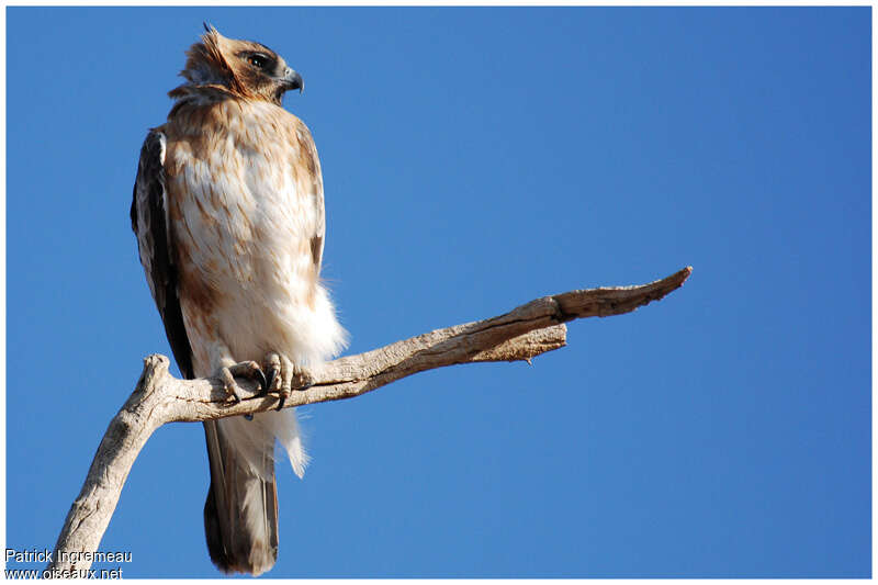 Aigle nainadulte, identification