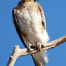 Aigle nain