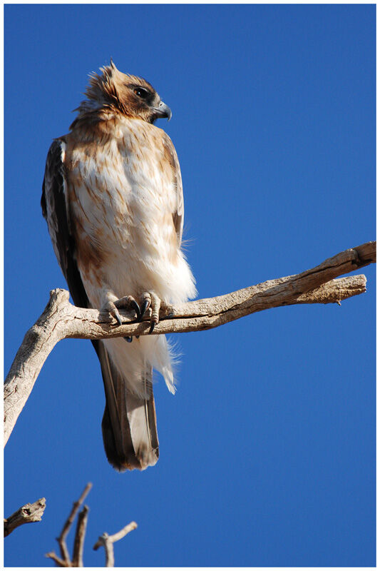 Aigle nainadulte