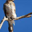 Aigle nain