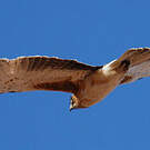 Aigle nain