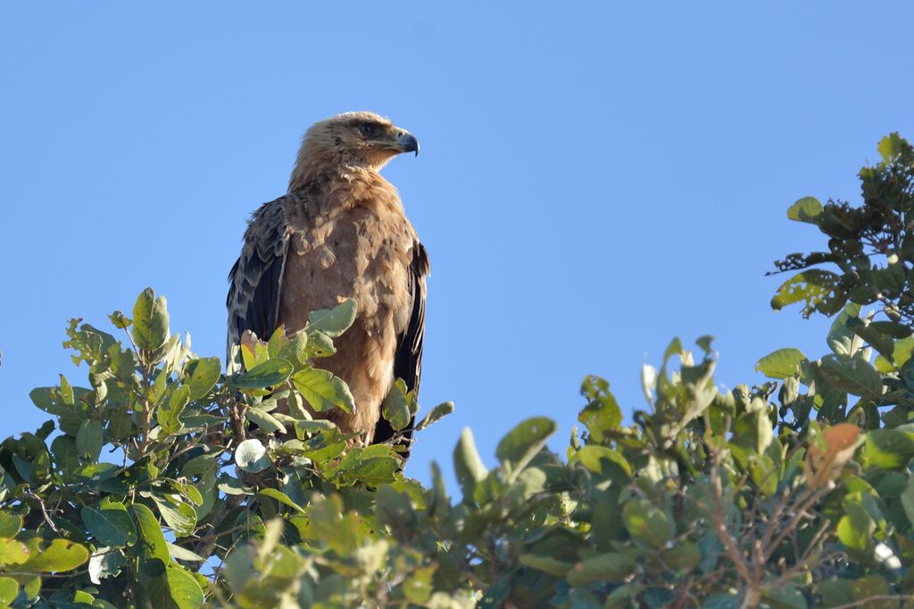 Tawny EagleFirst year