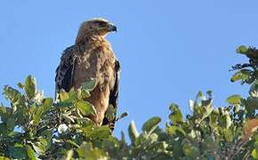 Tawny Eagle
