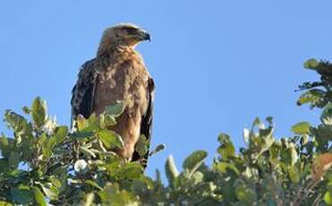 Aigle ravisseur