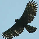 Aigle tyran