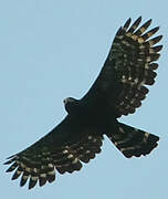 Black Hawk-Eagle