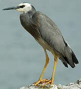 White-faced Heron