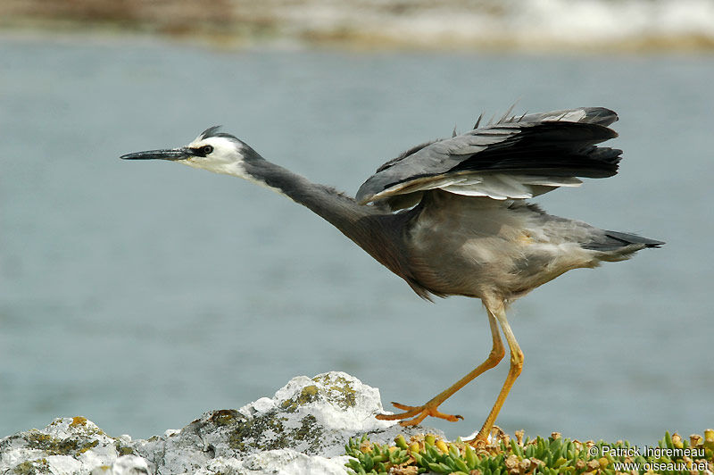 White-faced Heron