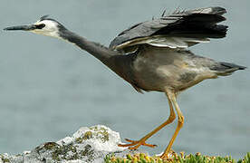 White-faced Heron