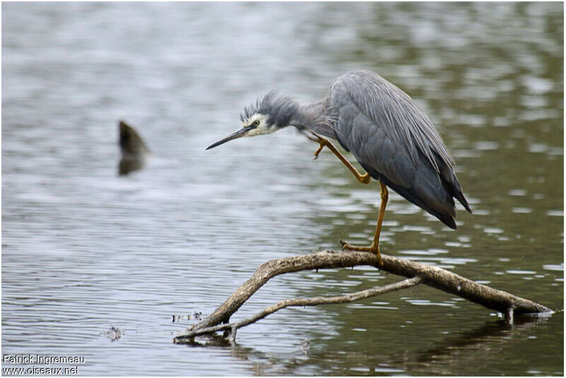 White-faced Heronadult, care, Behaviour