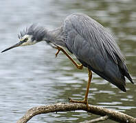 White-faced Heron