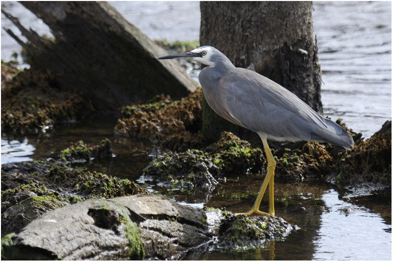 White-faced Heronadult