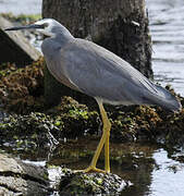 White-faced Heron