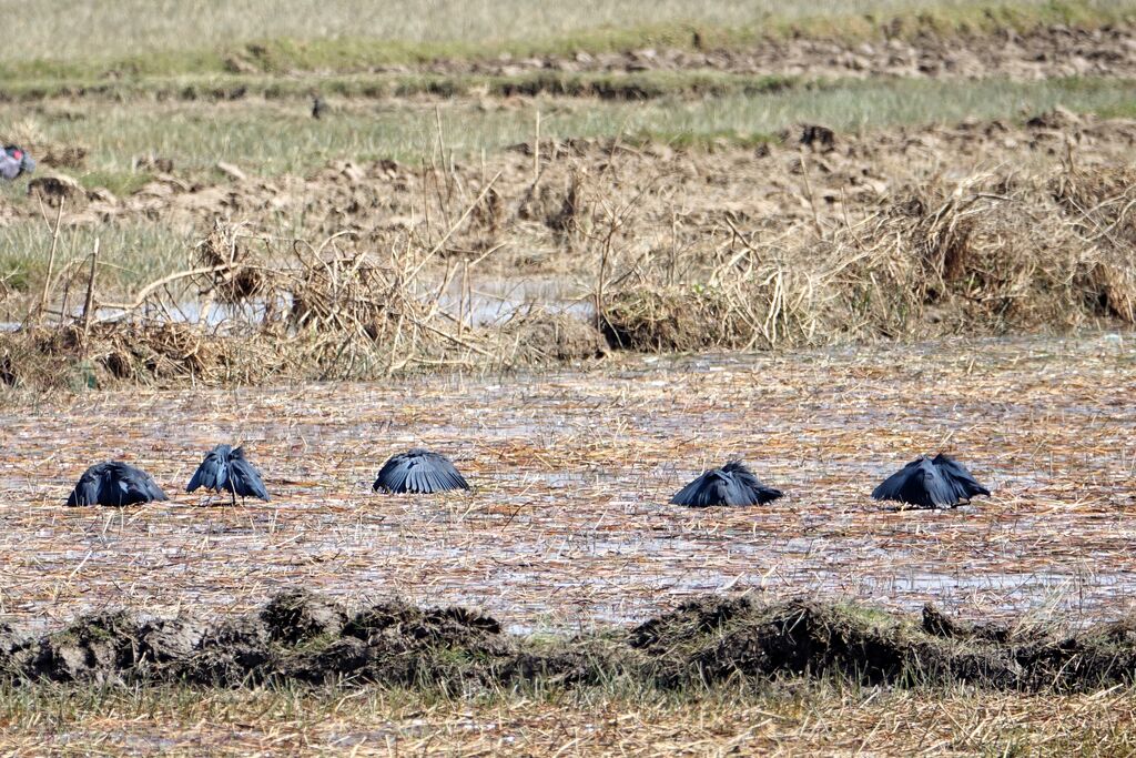 Black Heron, feeding habits, fishing/hunting