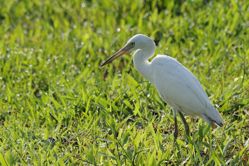 Aigrette bleuejuvénile