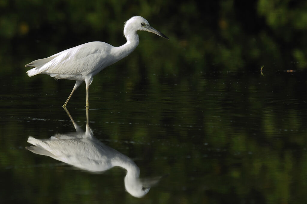 Aigrette bleuejuvénile, identification