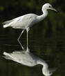 Aigrette bleue