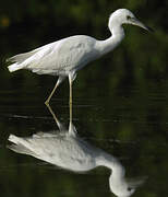 Aigrette bleue