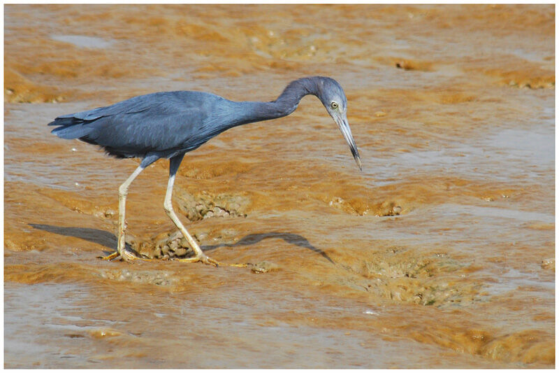 Little Blue Heronadult