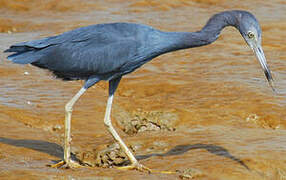 Little Blue Heron