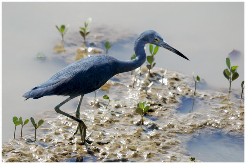 Little Blue Heronadult