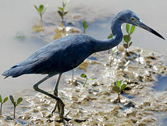 Little Blue Heron