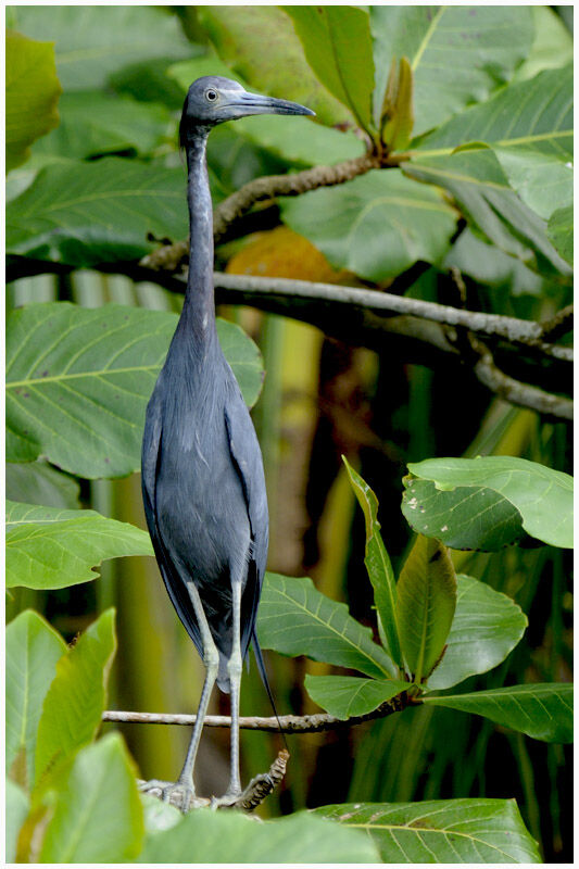 Aigrette bleueadulte