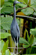 Aigrette bleue