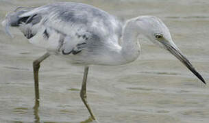 Aigrette bleue