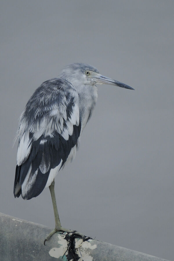 Aigrette bleueimmature