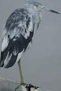 Aigrette bleue