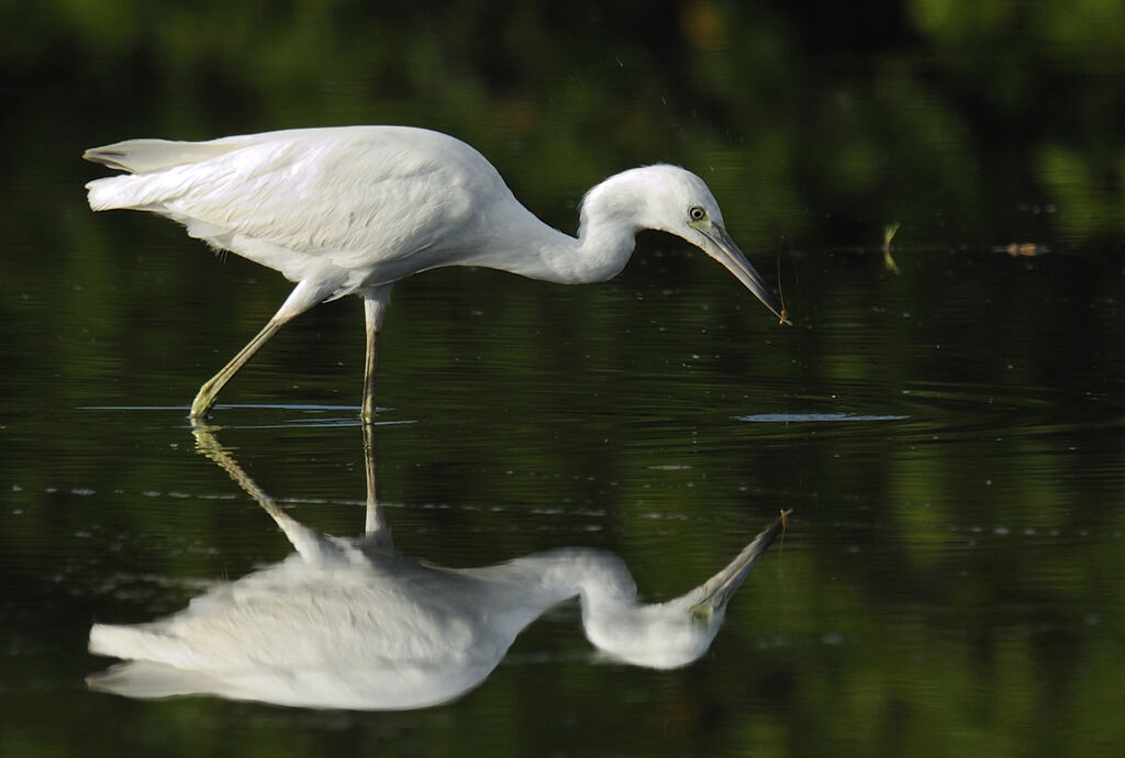 Aigrette bleuejuvénile, identification