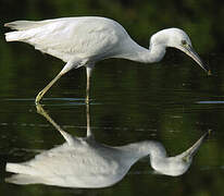 Little Blue Heron