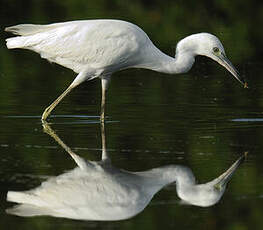 Aigrette bleue