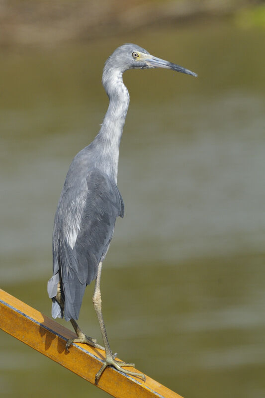 Aigrette bleueimmature