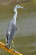 Aigrette bleue