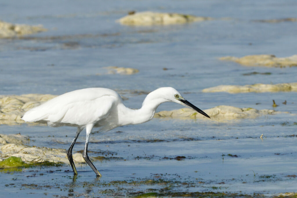 Aigrette dimorpheadulte, pêche/chasse