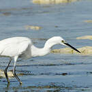 Aigrette dimorphe