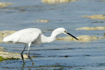 Aigrette dimorphe