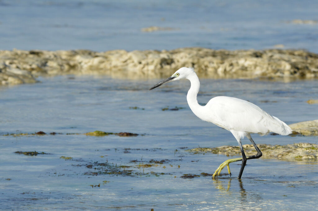 Aigrette dimorpheadulte, pêche/chasse