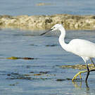 Aigrette dimorphe